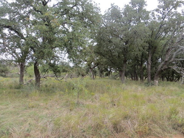 Undercover Whitetail Ranch Photo