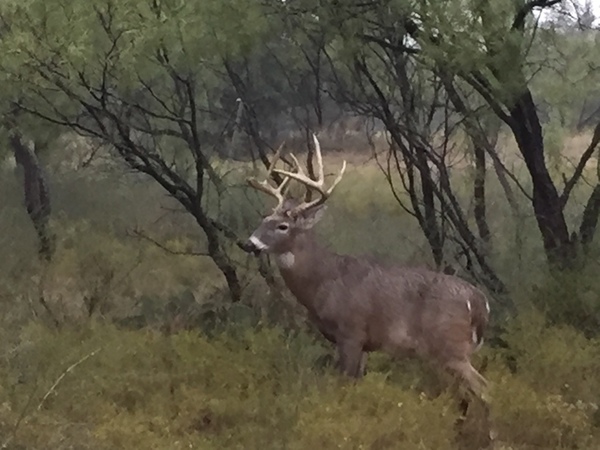 Undercover Whitetail Ranch Photo