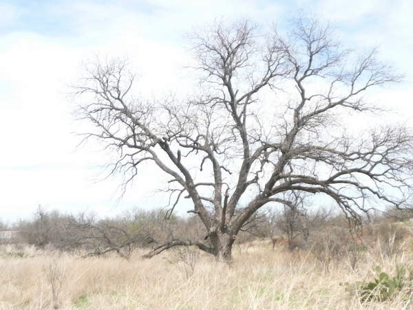 130ac Coke County Photo