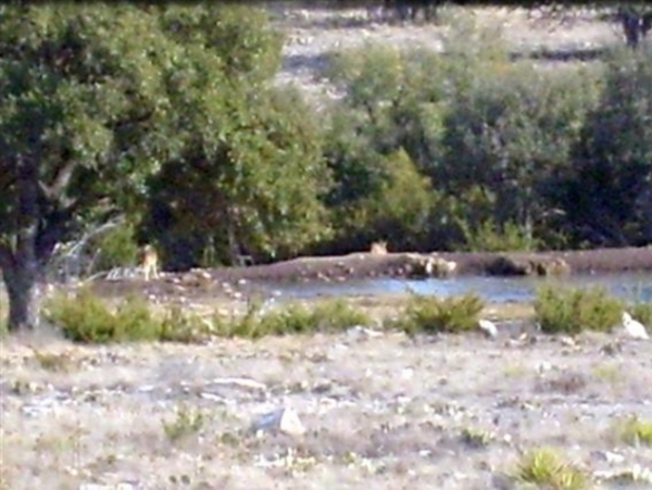 161ac Schleicher County Photo