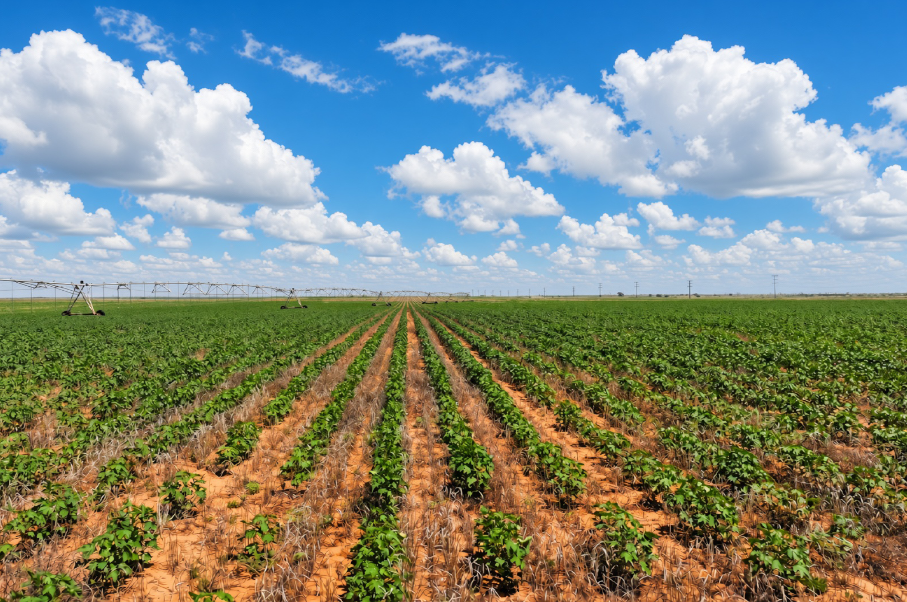 Gaines County Farm Photo