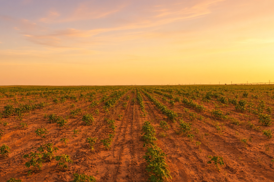 Gaines County Farm Photo