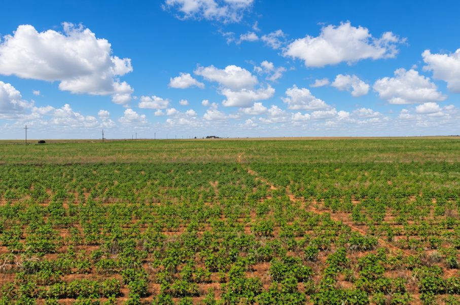 Gaines County Farm Photo