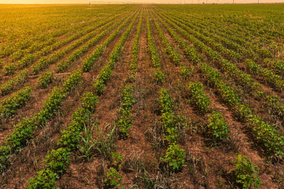 Gaines County Farm Photo