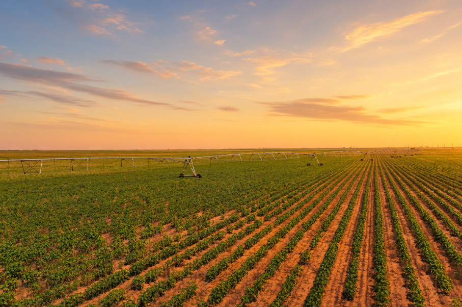 Gaines County Farm Photo
