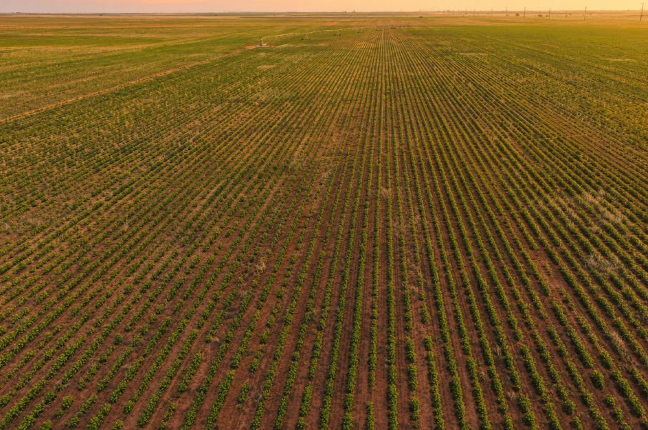 Gaines County Farm Photo