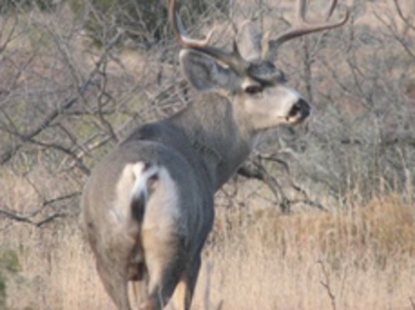 Foster Briscoe Ranch Photo