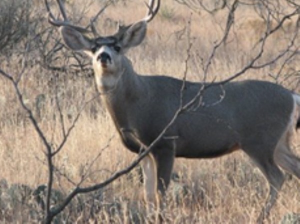 Foster Briscoe Ranch Photo