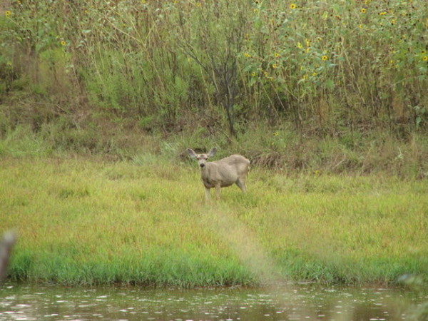 Foster Briscoe Ranch Photo