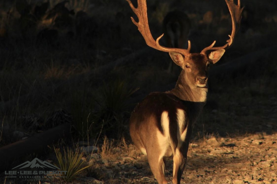Horn & Antler Ranch Photo