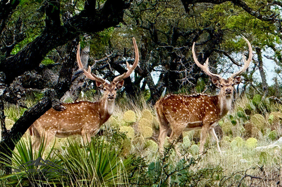 Horn & Antler Ranch Photo