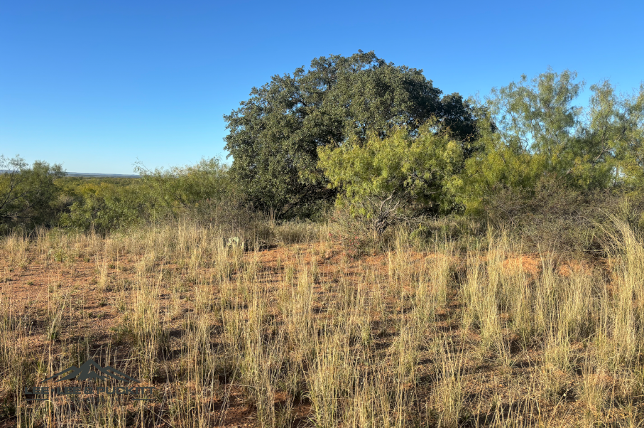 Lone Oak Ranch Photo