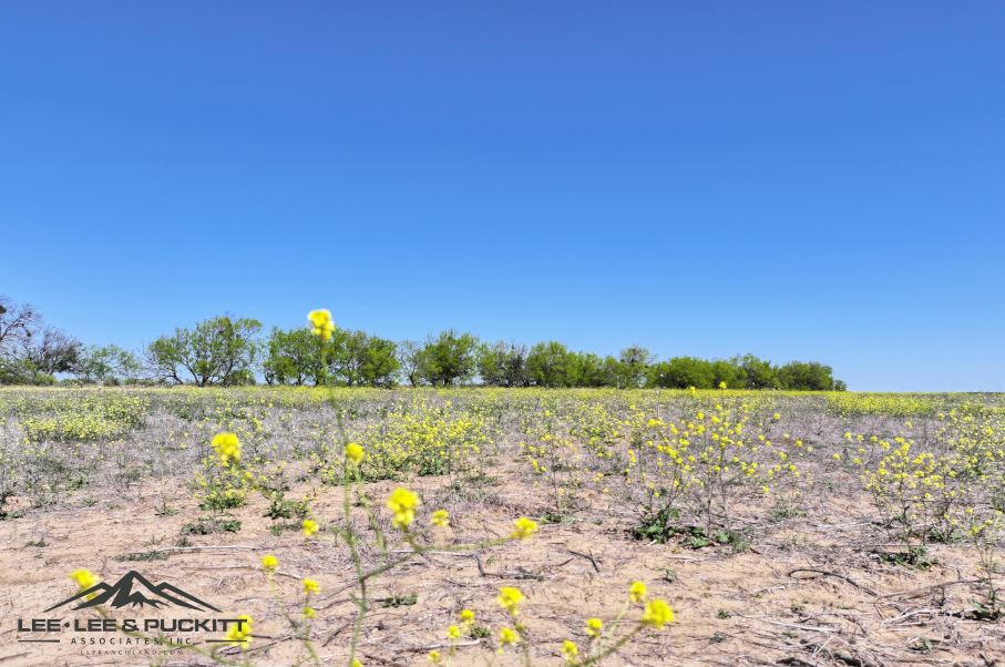 Black Ranch Photo