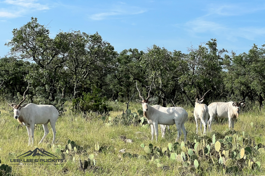 Horn & Antler Ranch Photo