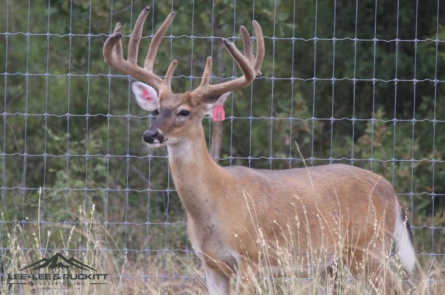 Horn & Antler Ranch Photo