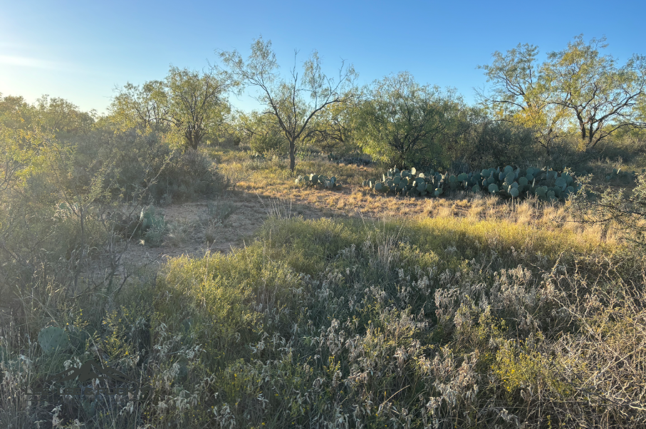 Lone Oak Ranch Photo