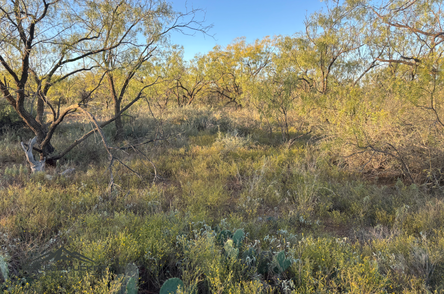 Lone Oak Ranch Photo