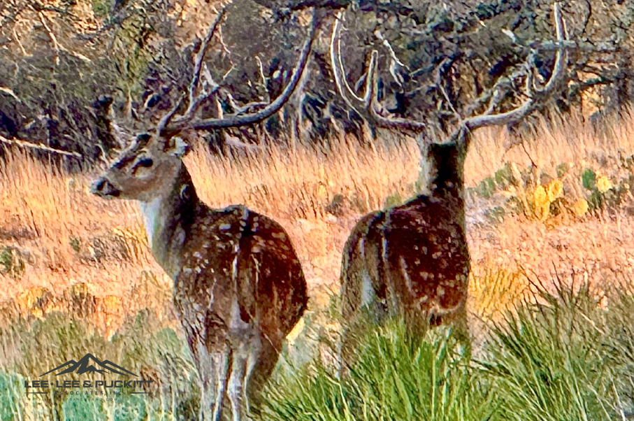 Horn & Antler Ranch Photo
