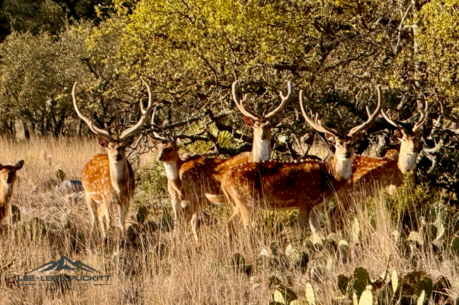 Horn & Antler Ranch Photo