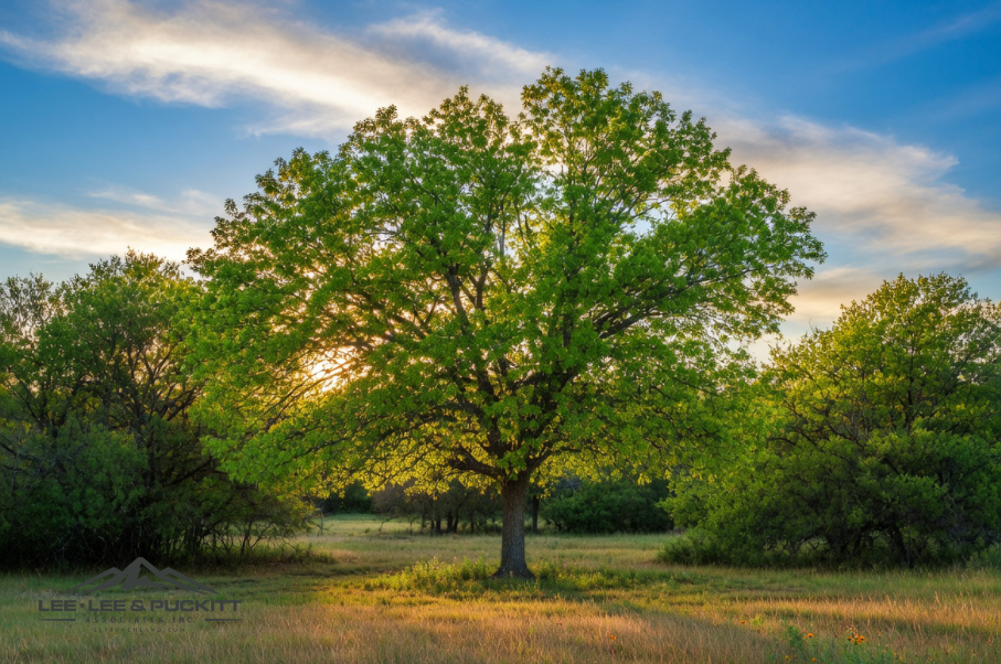 Morgan Springs Ranch Photo