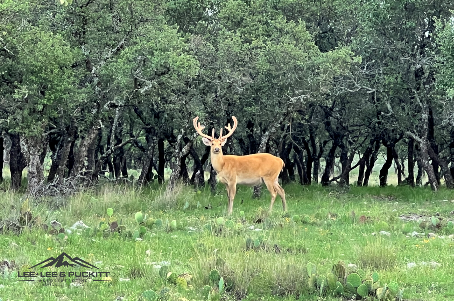 Horn & Antler Ranch Photo