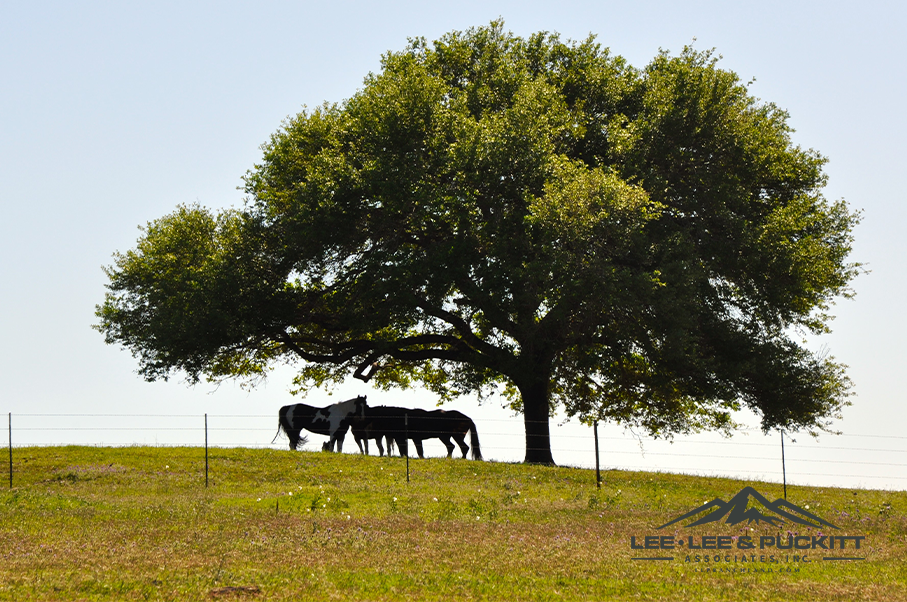 Austin Trophy Whitetail Ranch Photo