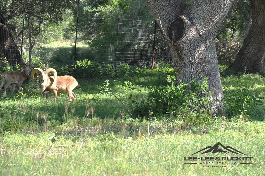 Austin Trophy Whitetail Ranch Photo