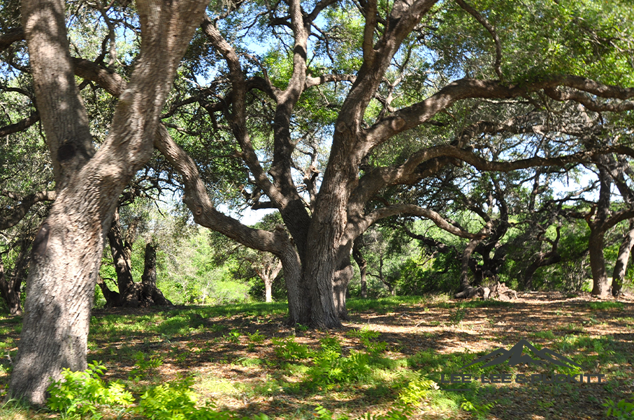 Austin Trophy Whitetail Ranch Photo