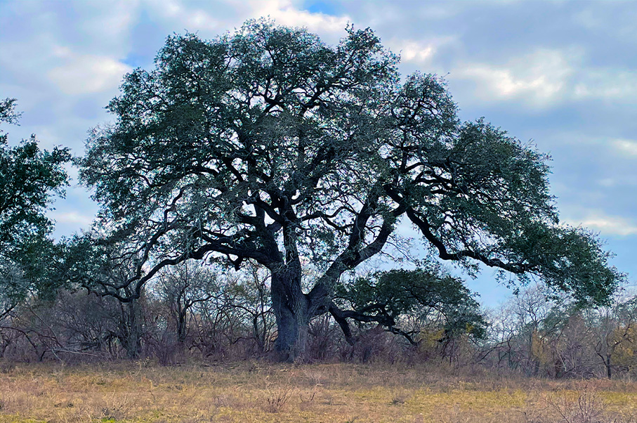 Big Oak Ranch Photo