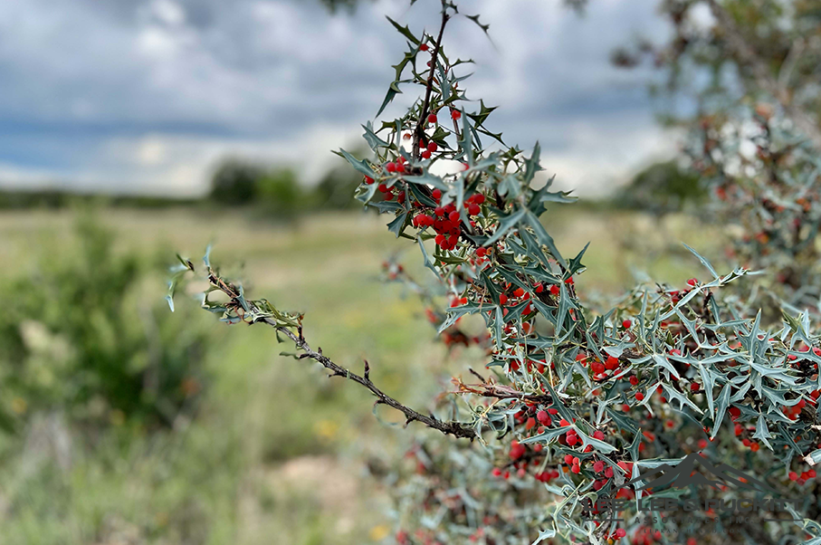 Eagle Claw Ranch Photo