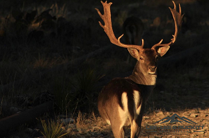 Horn & Antler Ranch Photo