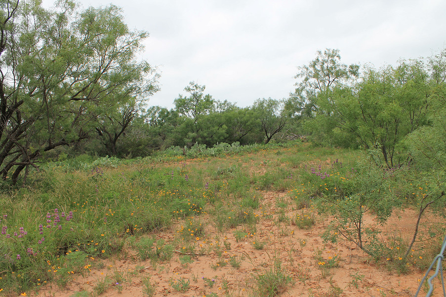 Lometa Road Ranch Photo