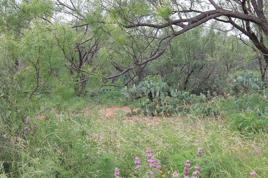 Lometa Road Ranch Photo