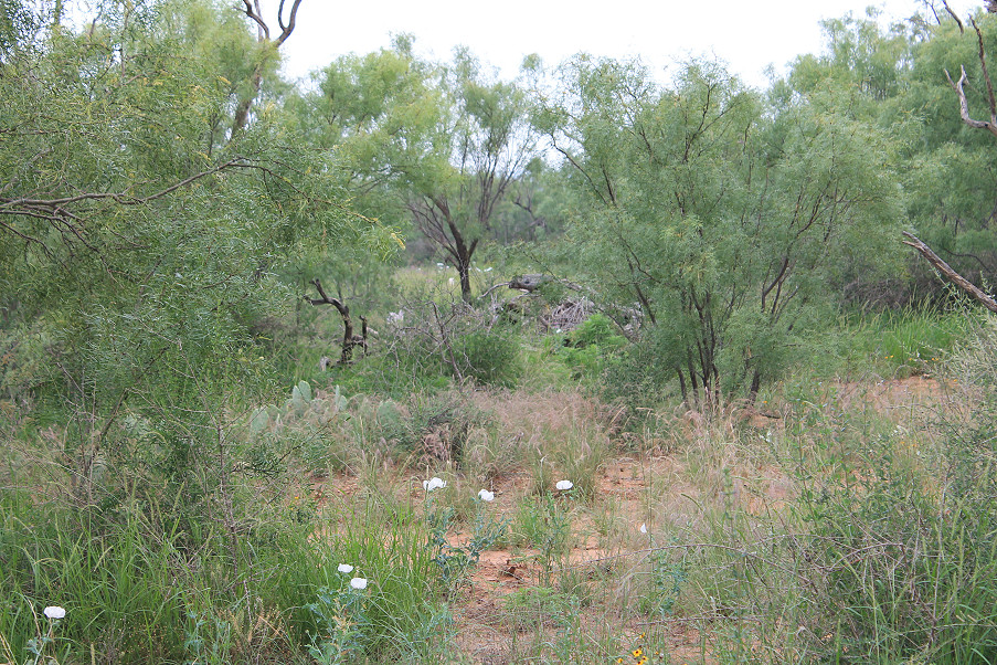 Lometa Road Ranch Photo