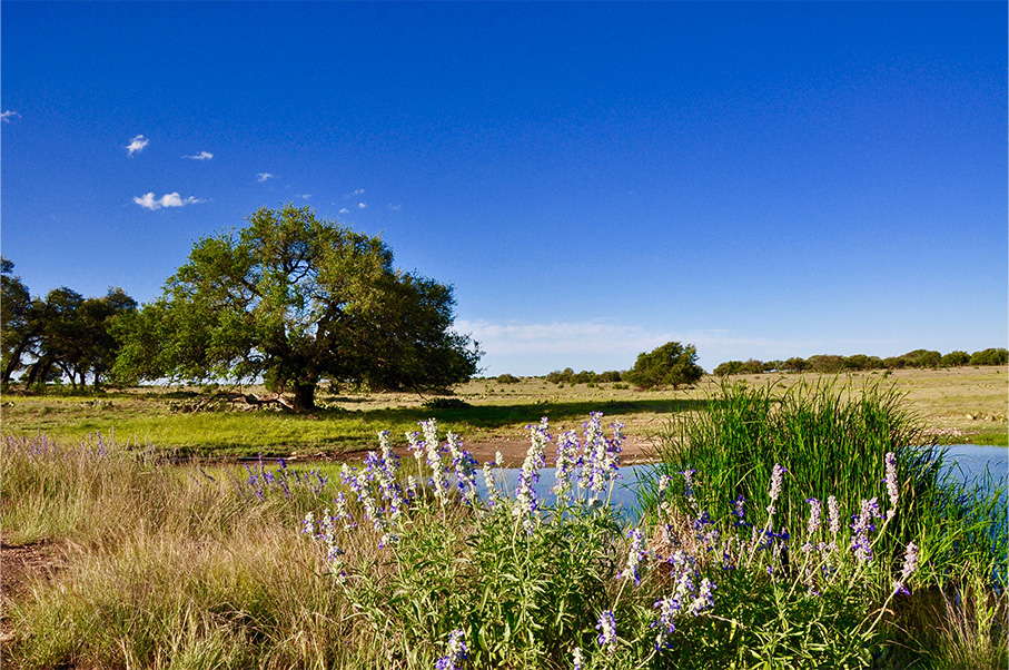 Rolling Oaks Ranch Photo