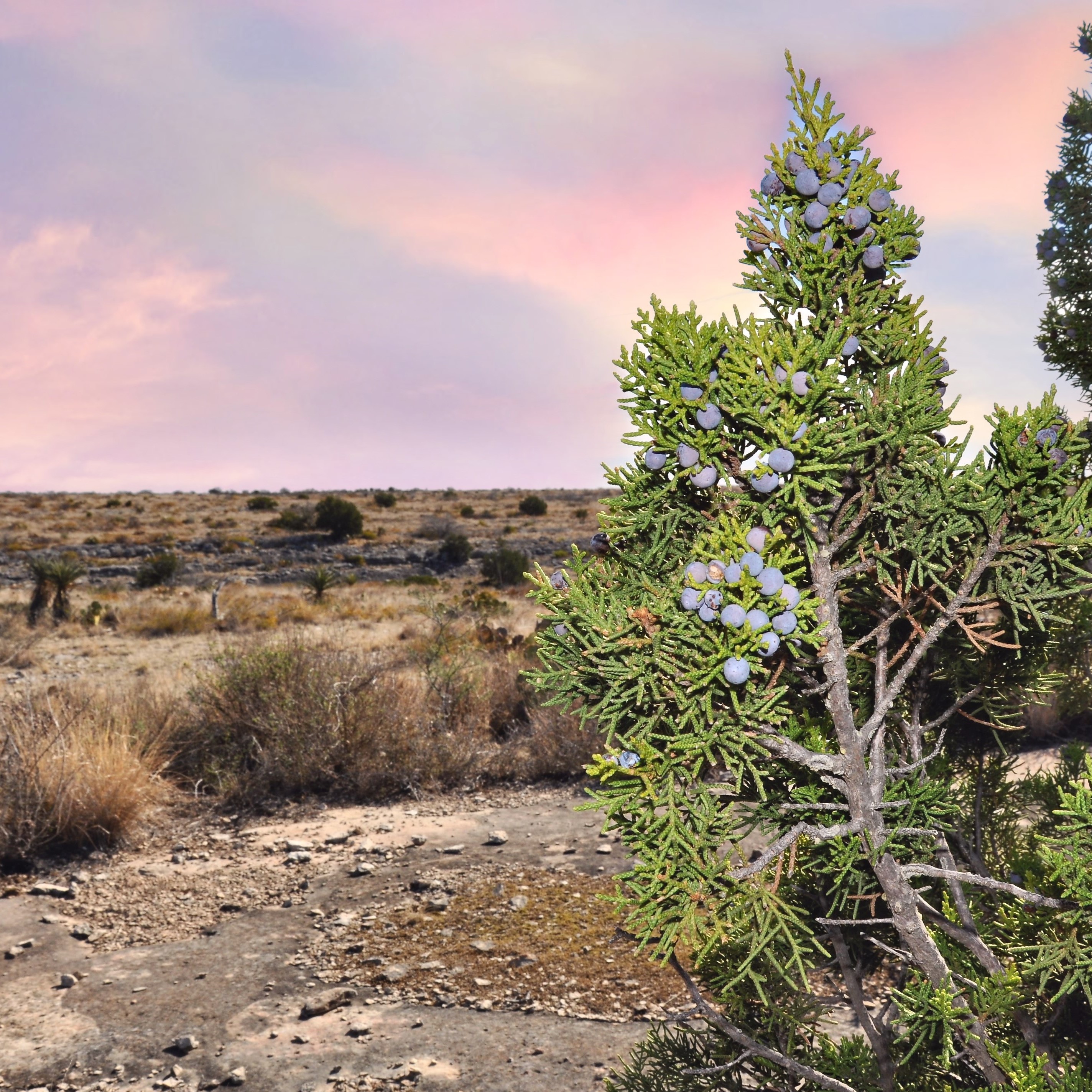 Cash Ranch Photo