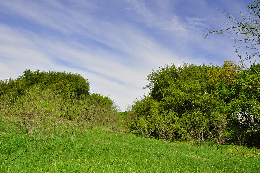 Coleman Live Oak Ranch Photo