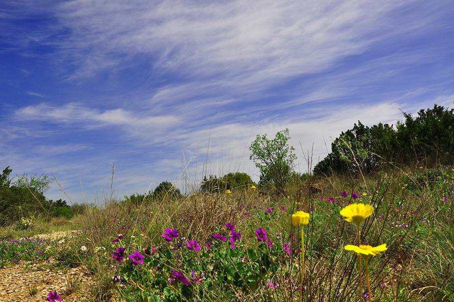 Coleman Live Oak Ranch Photo