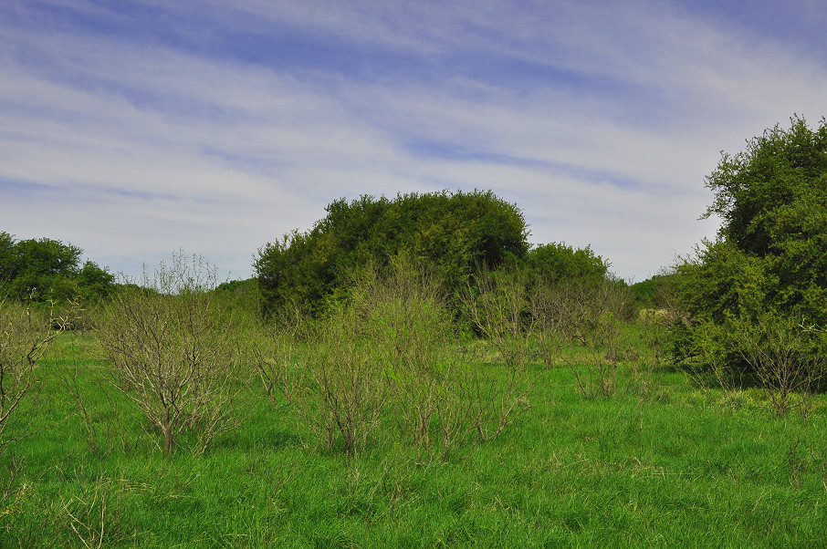 Coleman Live Oak Ranch Photo