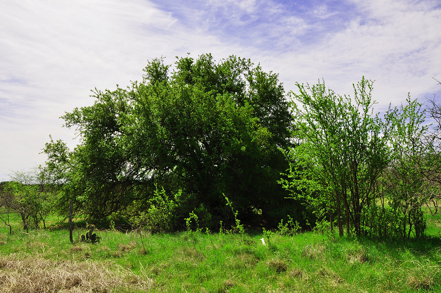 Coleman Live Oak Ranch Photo