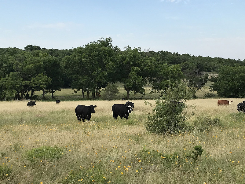 Comanche Springs Ranch Photo