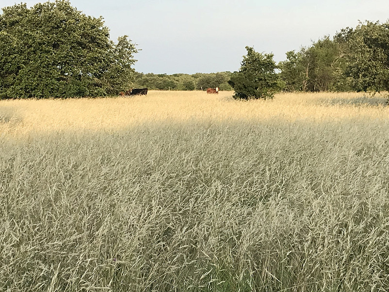 Comanche Springs Ranch Photo