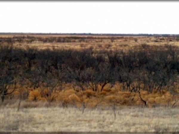 Cottonwood Creek Stock Farm Photo