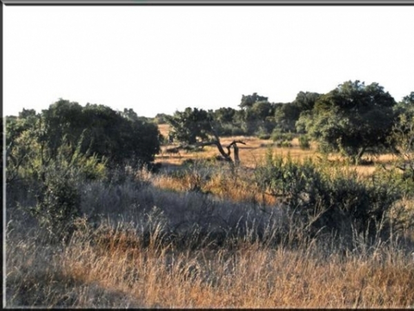 County Line Ranch Photo