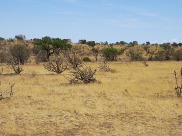 Donaldson-Pajarito Ranch Photo