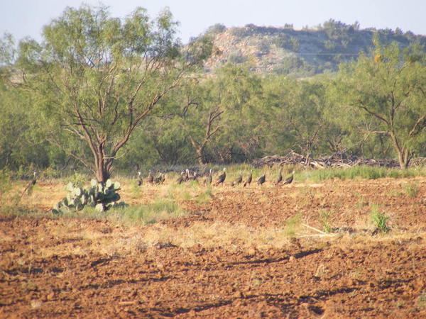 Dulaney Creek Ranch Photo