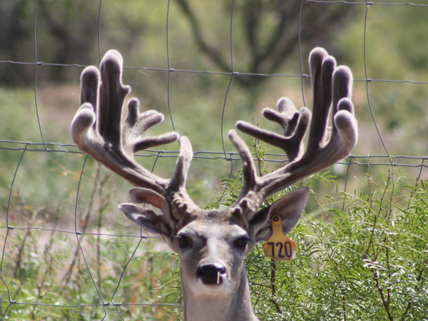 Eldorado Lodge Ranch Photo