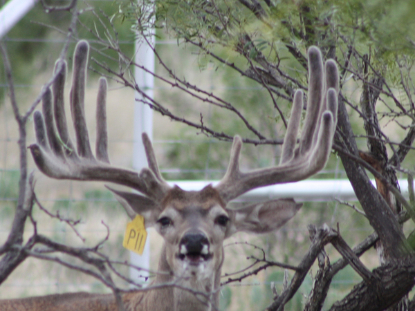 Eldorado Lodge Ranch Photo