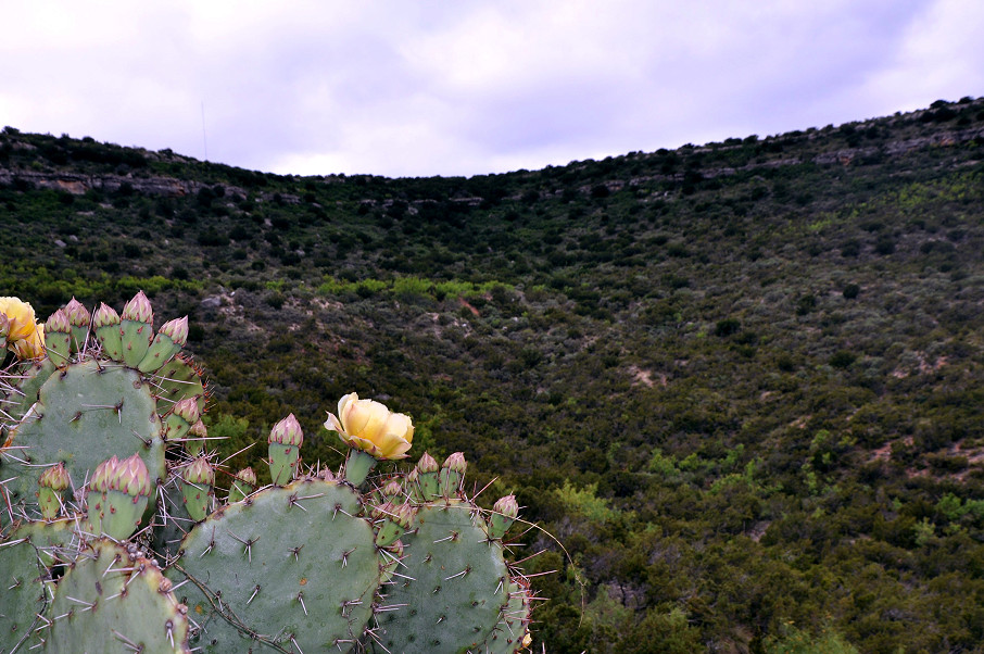 Goat Mountain Ranch Photo