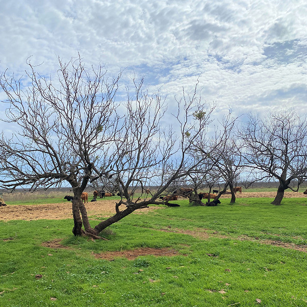 Juniper Creek Ranch Photo